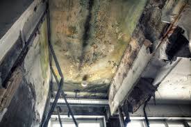 Best Commercial Mold Inspection  in Sun Valley, PA